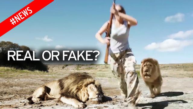 нападение льва на охоте видео