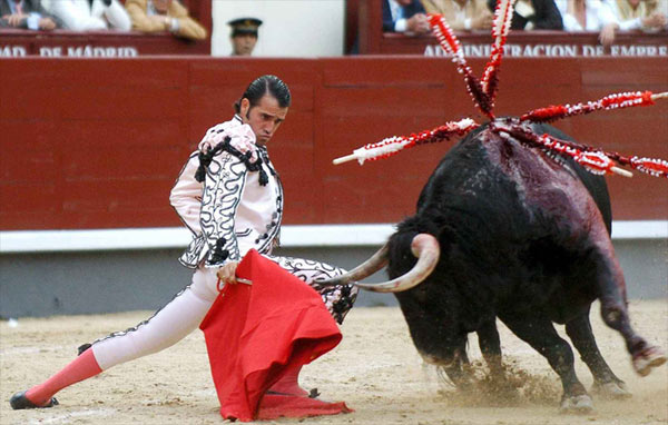 В Испании бык четыре раза проткнул матадора