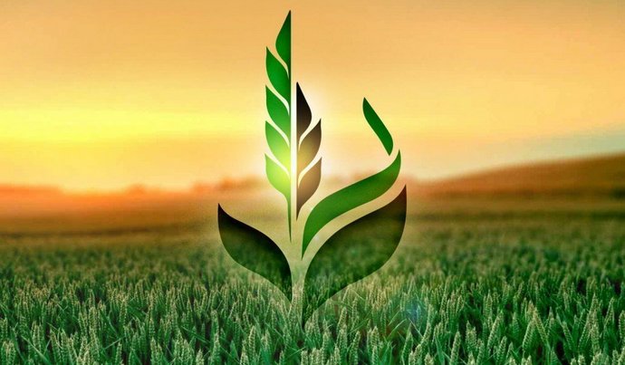 Сохранил ли «Днепромлын» государственное зерно «Аграрного фонда»?