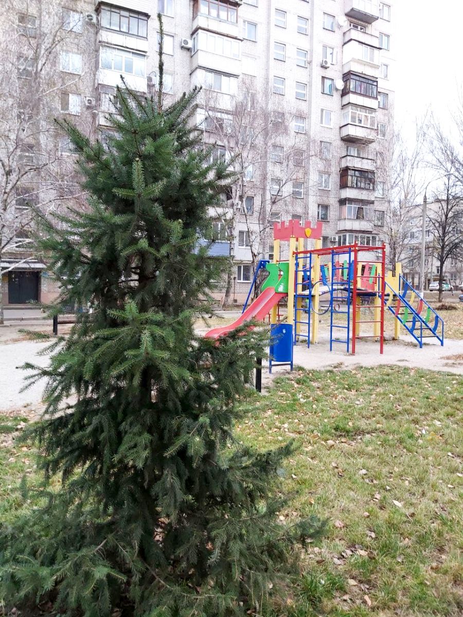 елка, фото Александра Рябова