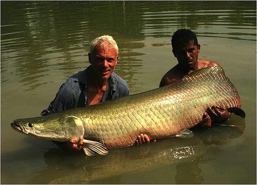 68-килограммовая арапайма, пойманная в озере Рио Мадериа в Бразилии
