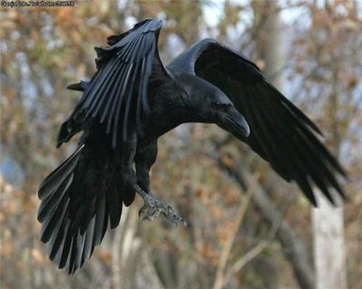 Ворона